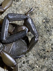 Hadogenes granulatus