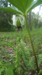 Trillium rugelii