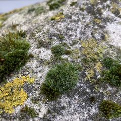 Grimmia pulvinata