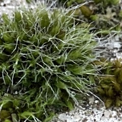 Grimmia pulvinata
