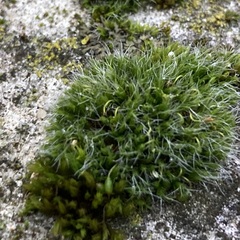 Grimmia pulvinata