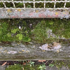 Hypnum cupressiforme