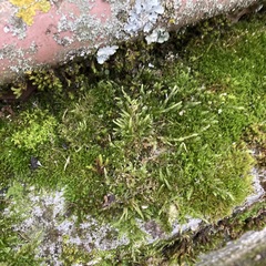 Hypnum cupressiforme