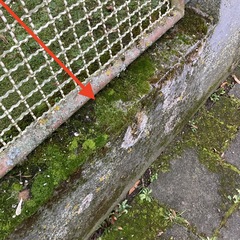 Hypnum cupressiforme