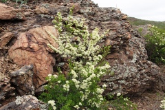 Spiraea hypericifolia