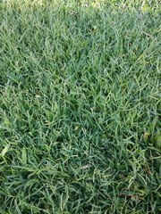 Urochloa glumaris