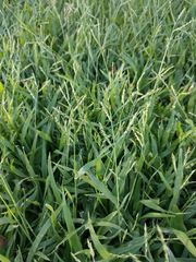 Urochloa glumaris