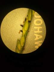 Urochloa glumaris