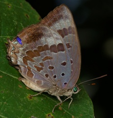 Arhopala madytus