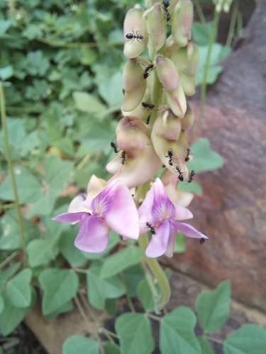 Image of Vigna frutescens by no rights reserved