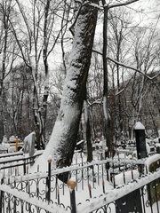 Acer platanoides