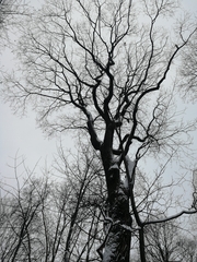 Acer platanoides