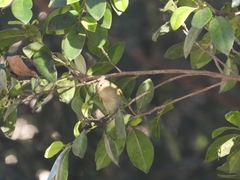 Phylloscopus collybita