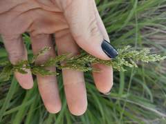 Eragrostis variabilis