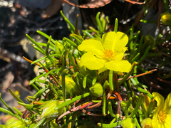 Hibbertia huegelii