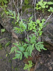 Doryopteris takeuchii