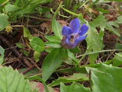 Gentiana triflora