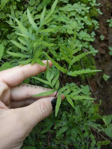 Doryopteris takeuchii