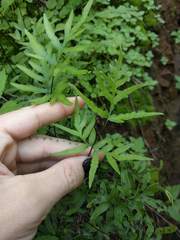 Doryopteris takeuchii