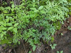 Doryopteris takeuchii