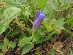 Gentiana triflora
