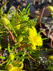 Hibbertia huegelii