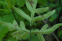 Doryopteris takeuchii