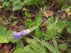 Gentiana triflora