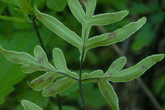 Doryopteris takeuchii