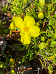 Hibbertia huegelii