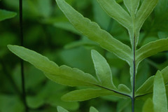 Doryopteris takeuchii