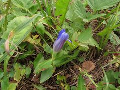 Gentiana triflora