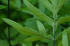 Doryopteris takeuchii
