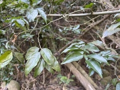 Ventilago leiocarpa