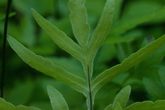 Doryopteris takeuchii