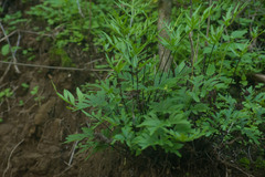 Doryopteris takeuchii