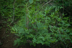 Doryopteris takeuchii
