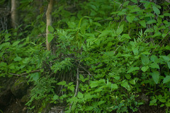 Doryopteris takeuchii
