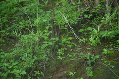 Doryopteris takeuchii