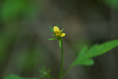 Bidens cynapiifolia