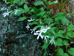 Lobelia pubescens