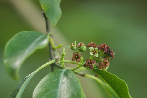Santalum album iNat (1)