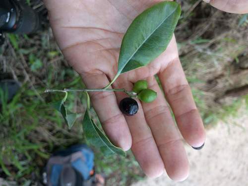 Santalum album
