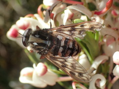 Pelecorhynchus eristaloides