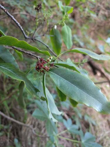 Santalum album