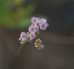 Boerhavia repens