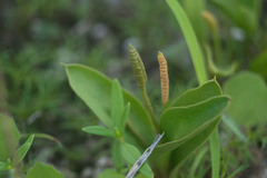 Ophioglossum polyphyllum