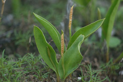 Ophioglossum polyphyllum