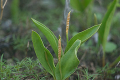 Ophioglossum polyphyllum