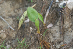 Ophioglossum polyphyllum